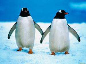 Раскраска пингвин на льдине для детей #29 #439781