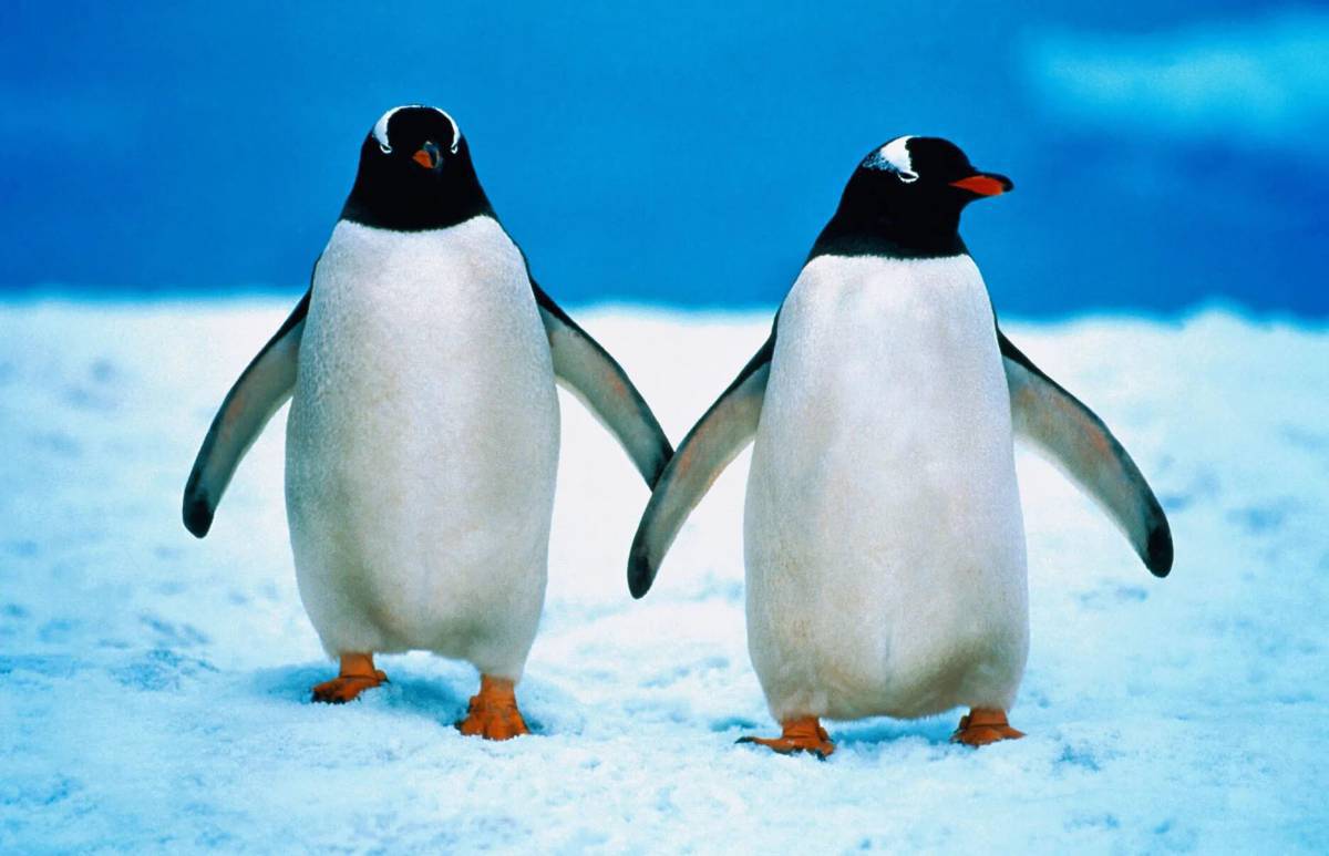 Пингвин на льдине #3