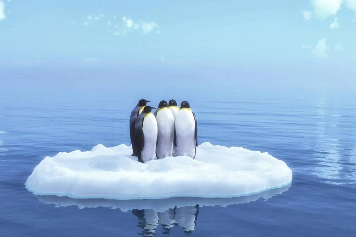 Пингвин на льдине #7