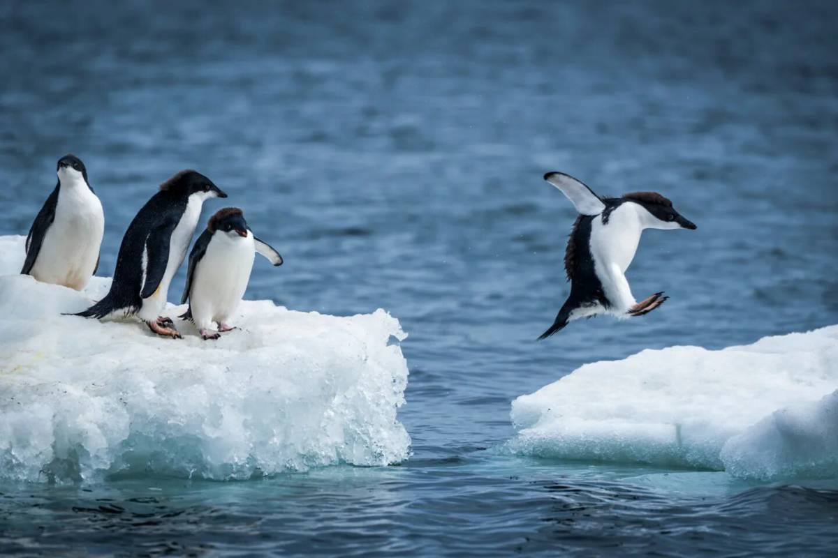 Пингвин на льдине #11