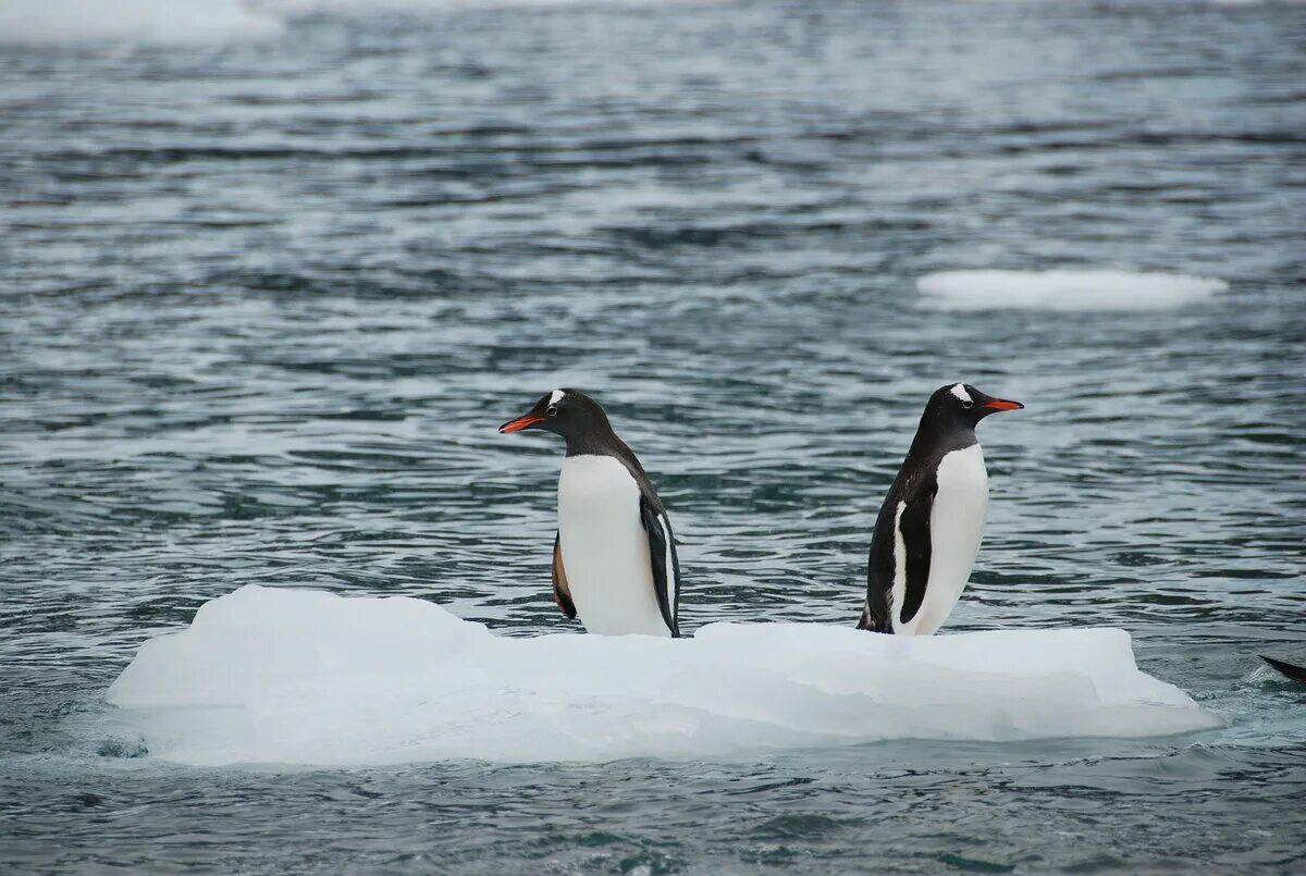 Пингвин на льдине #12