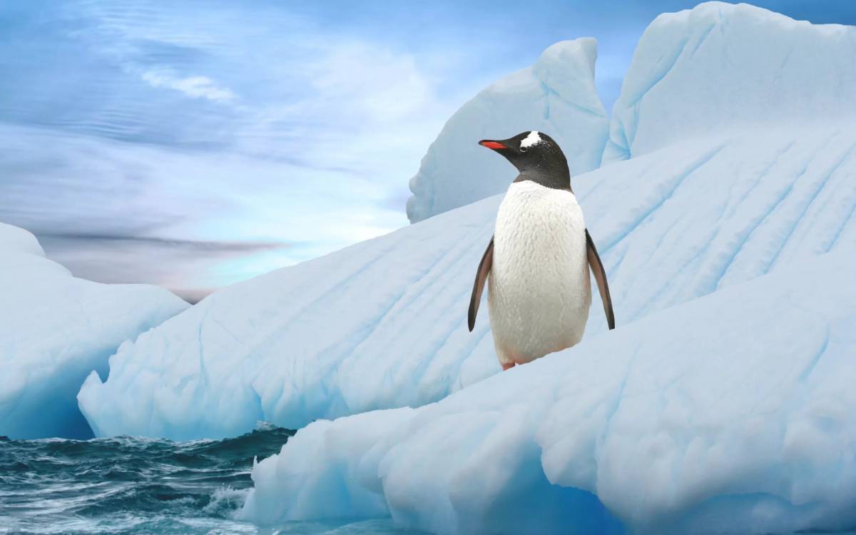 Пингвин на льдине #15