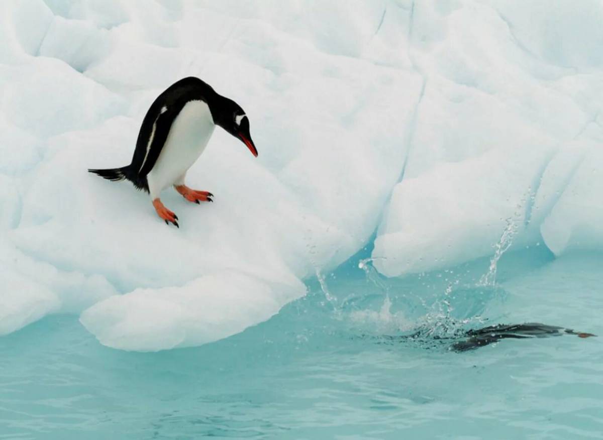 Пингвин на льдине #16