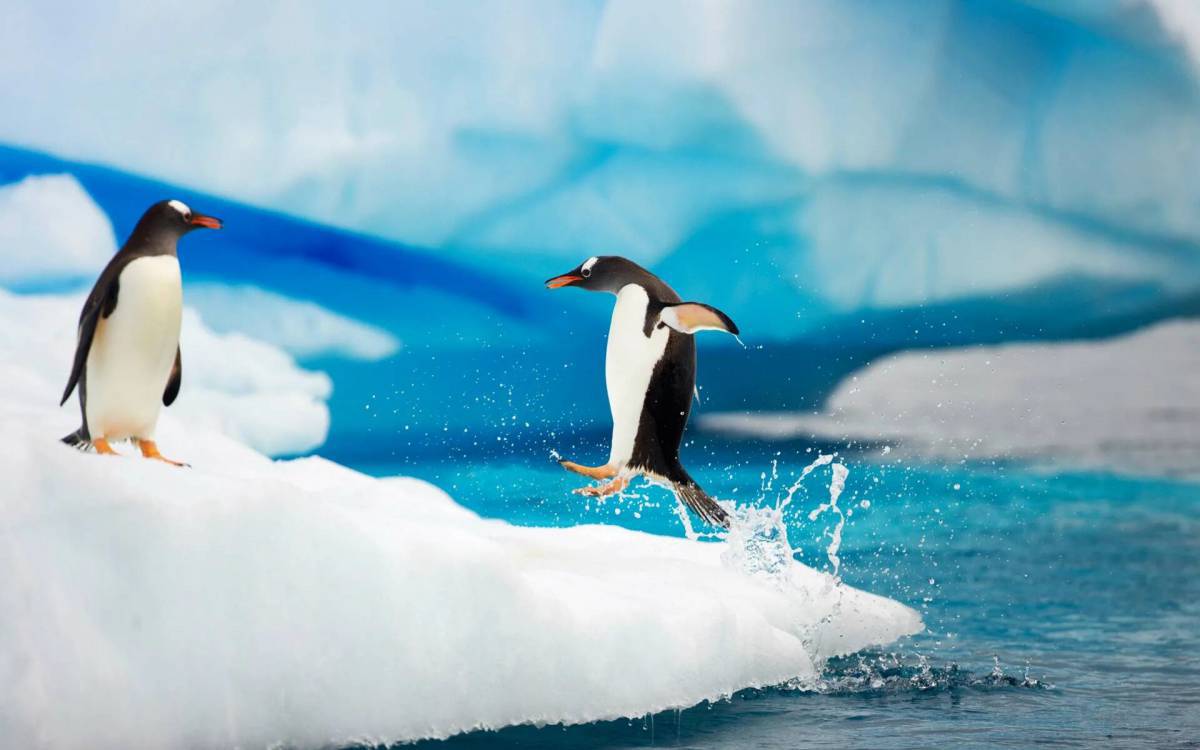Пингвин на льдине #18