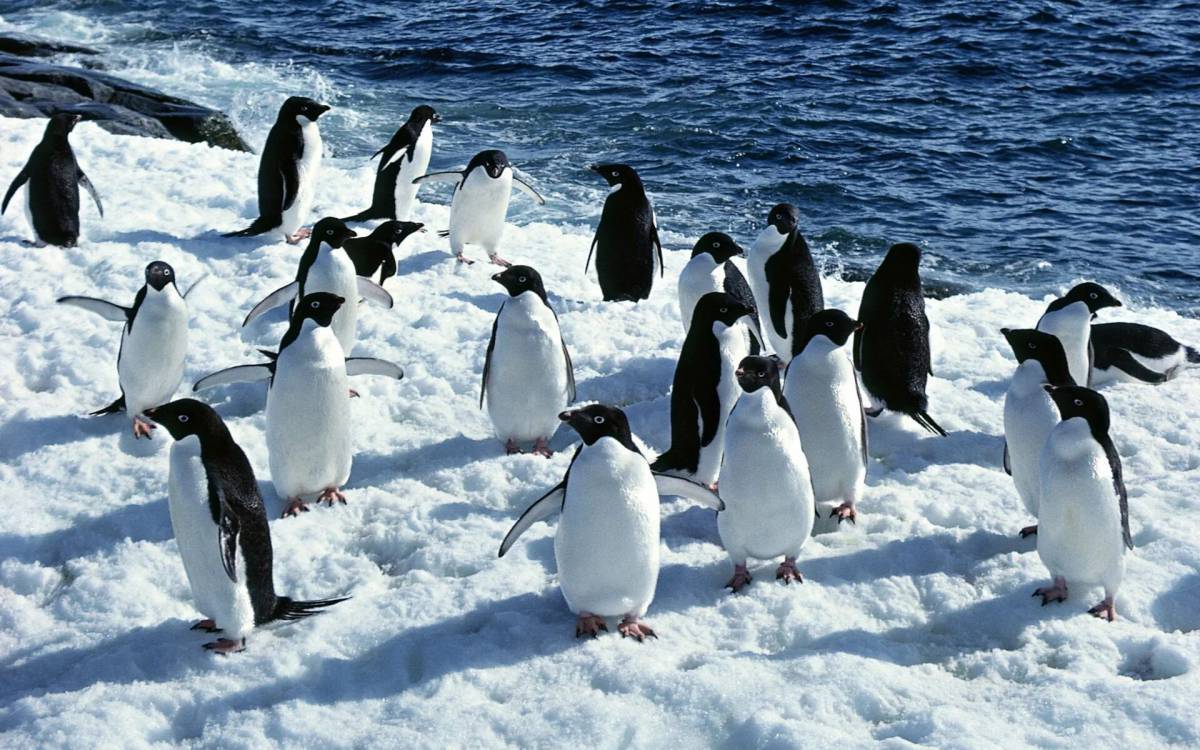 Пингвин на льдине #19
