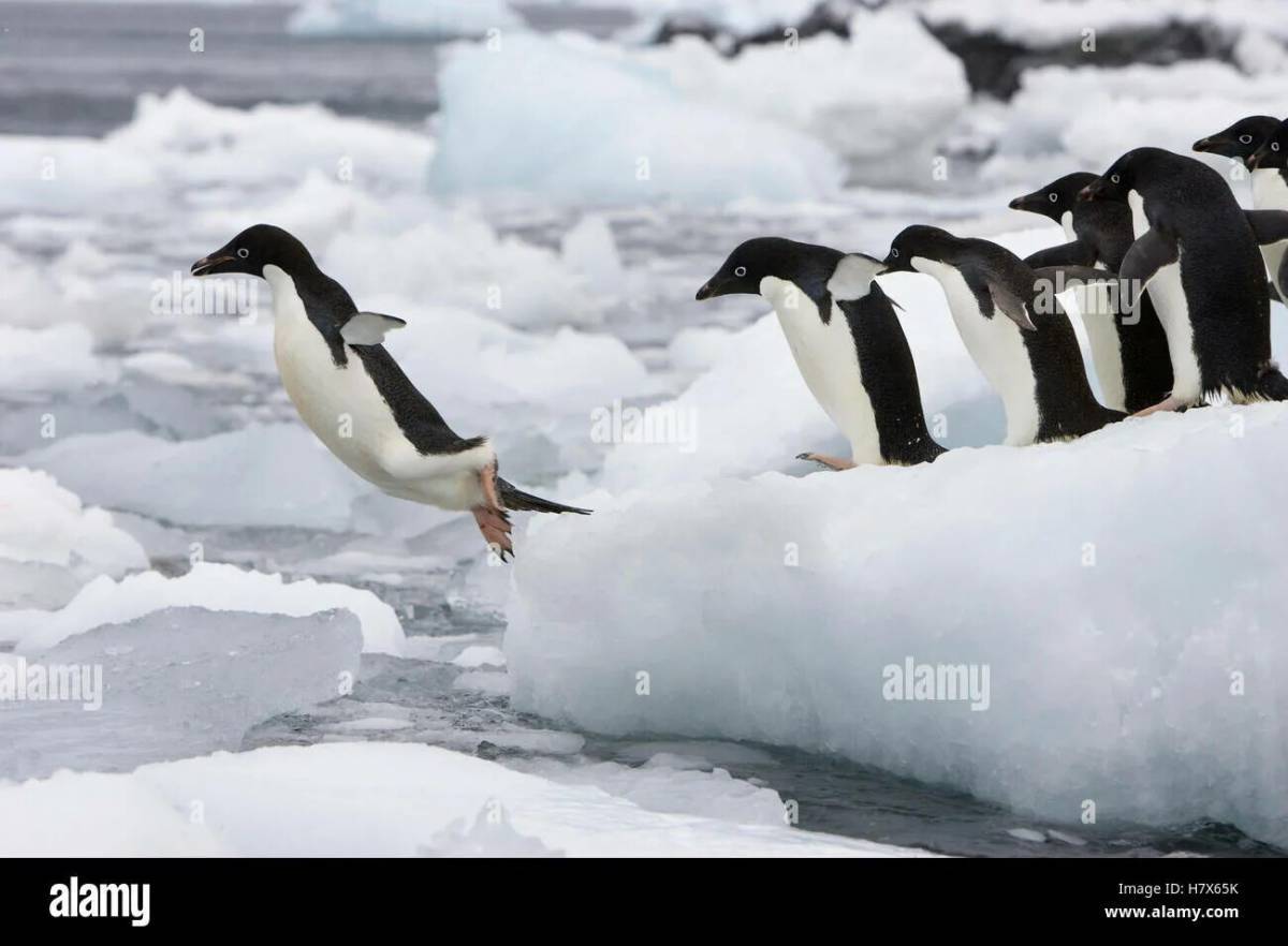 Пингвин на льдине #21