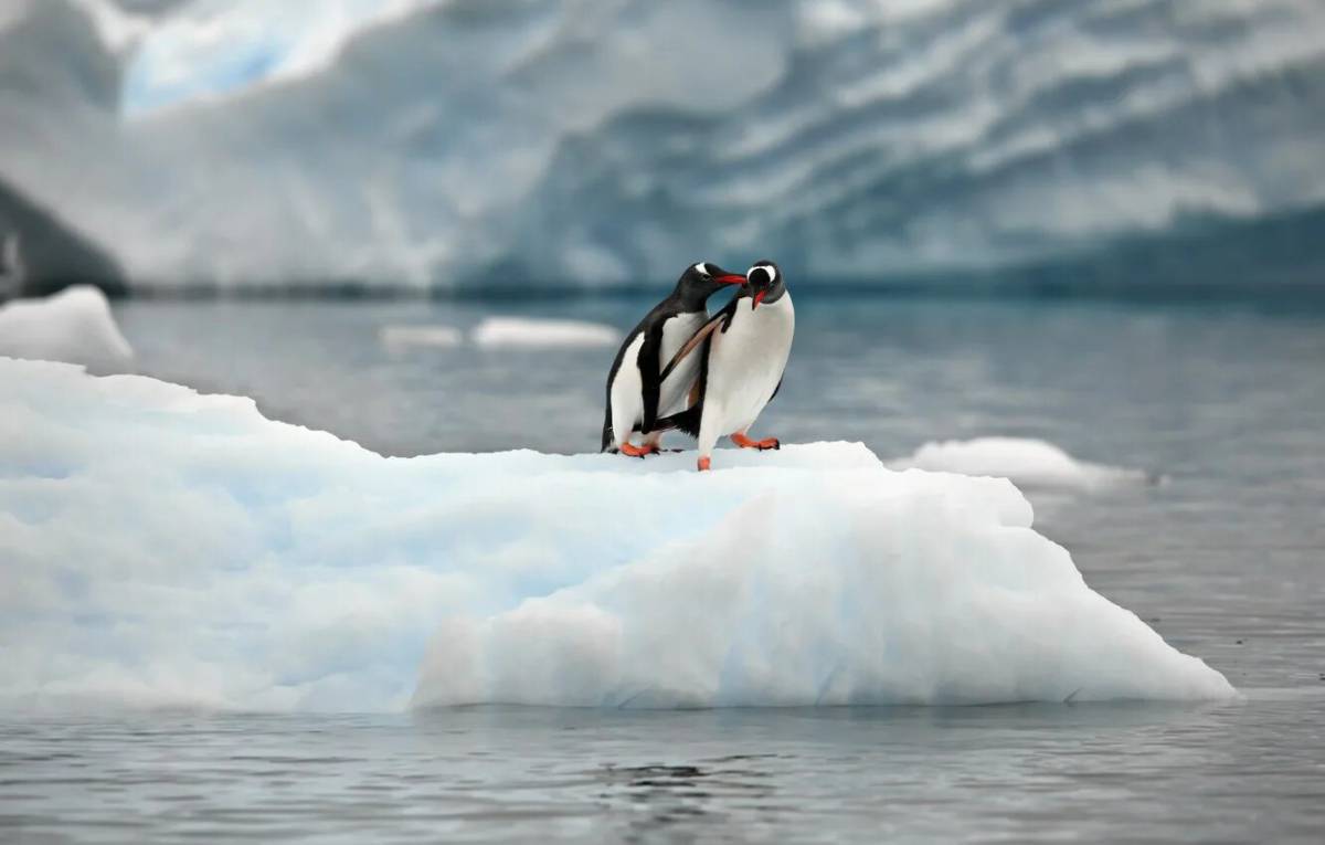 Пингвин на льдине #22