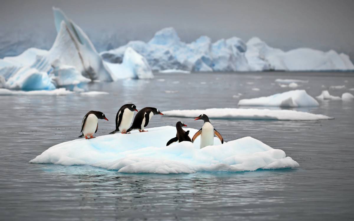 Пингвин на льдине #24