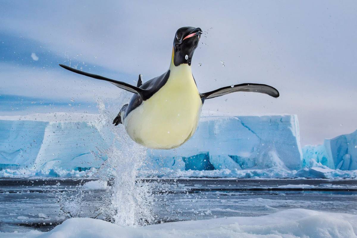 Пингвин на льдине #26