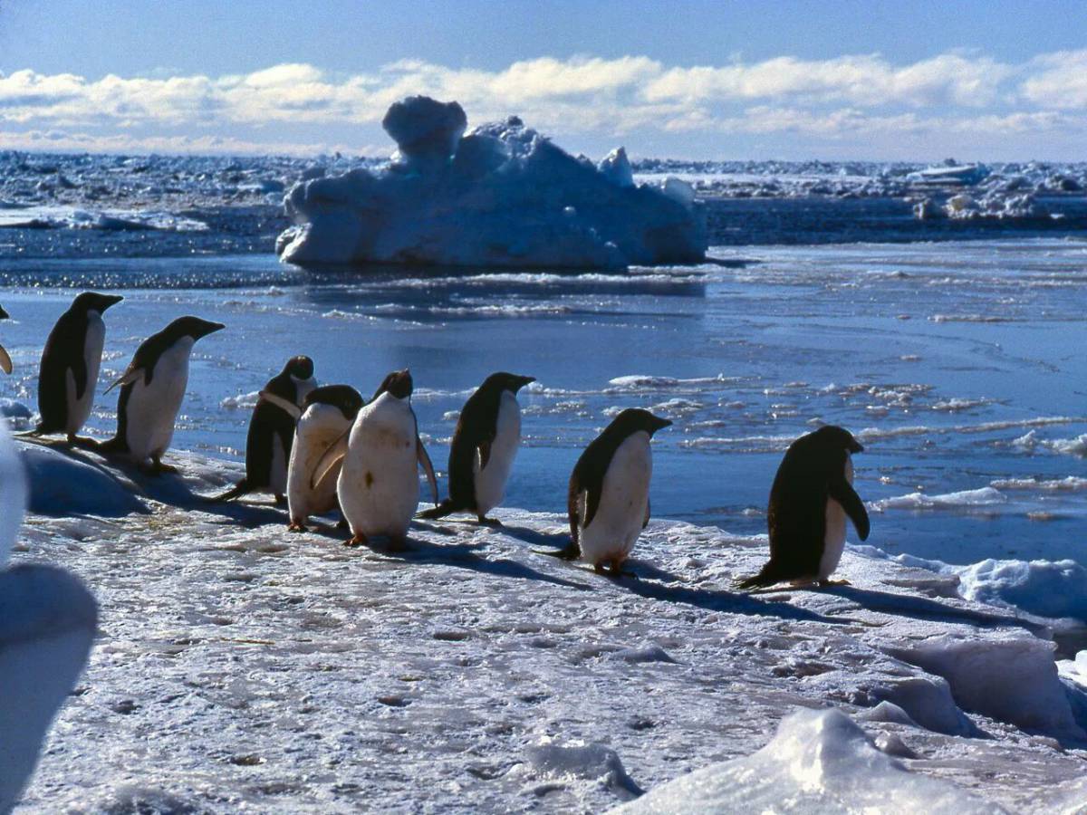 Пингвин на льдине #30