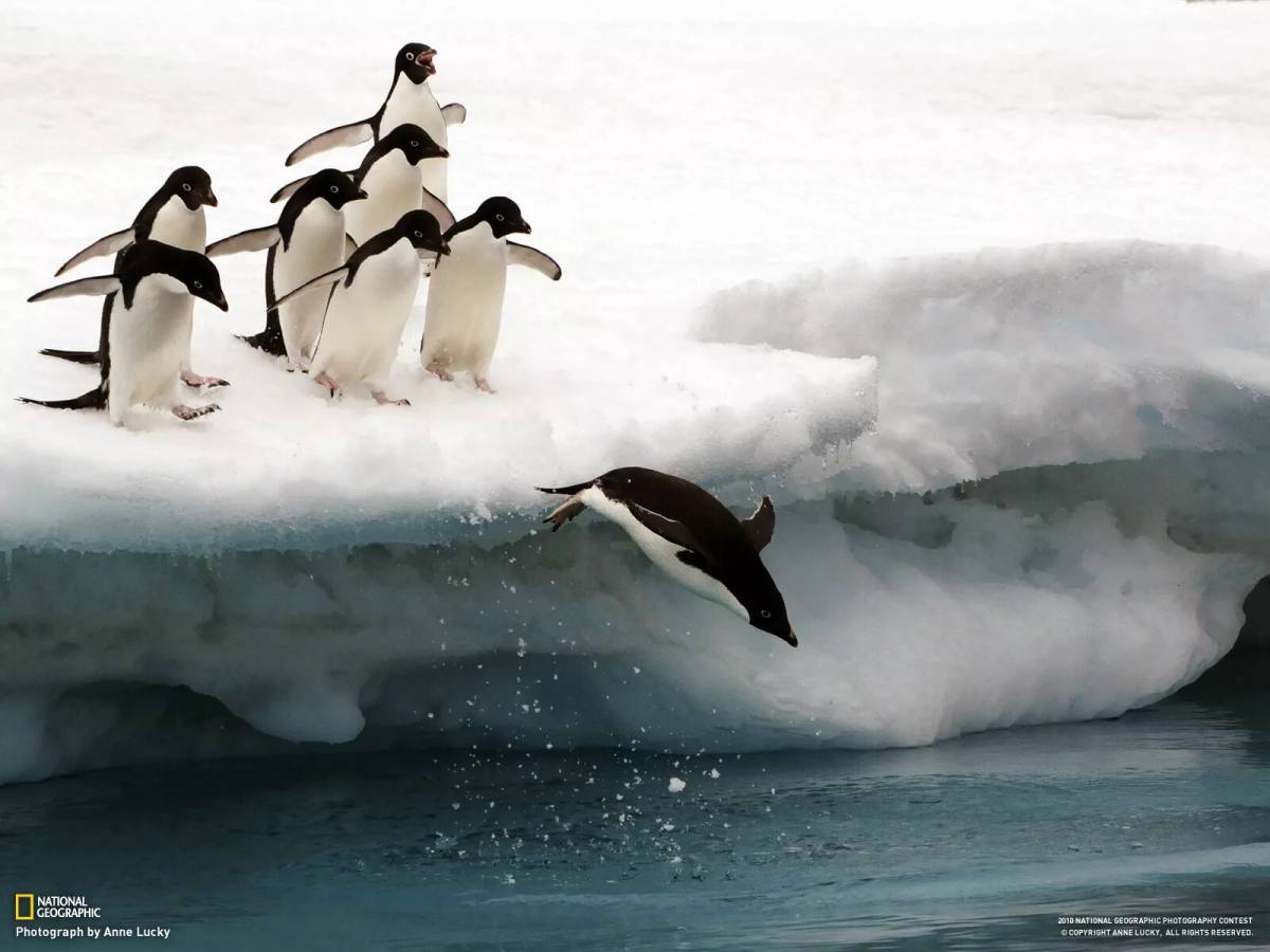 Пингвин на льдине #32