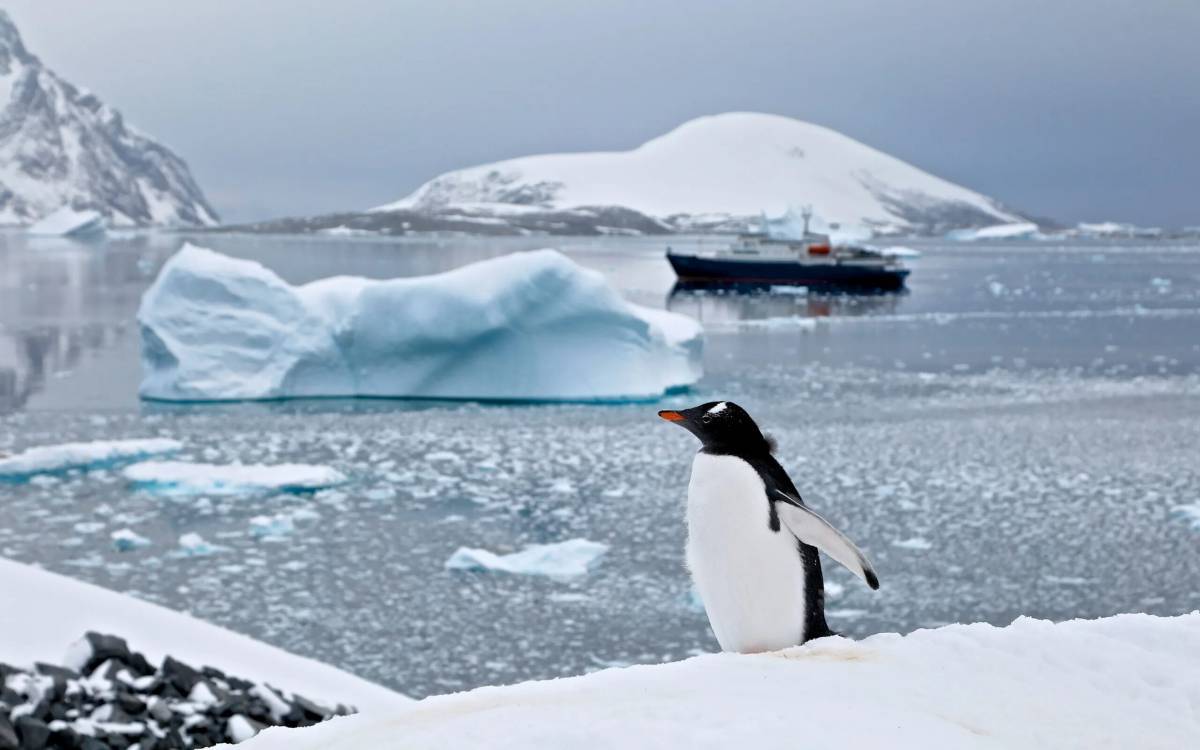 Пингвин на льдине #33