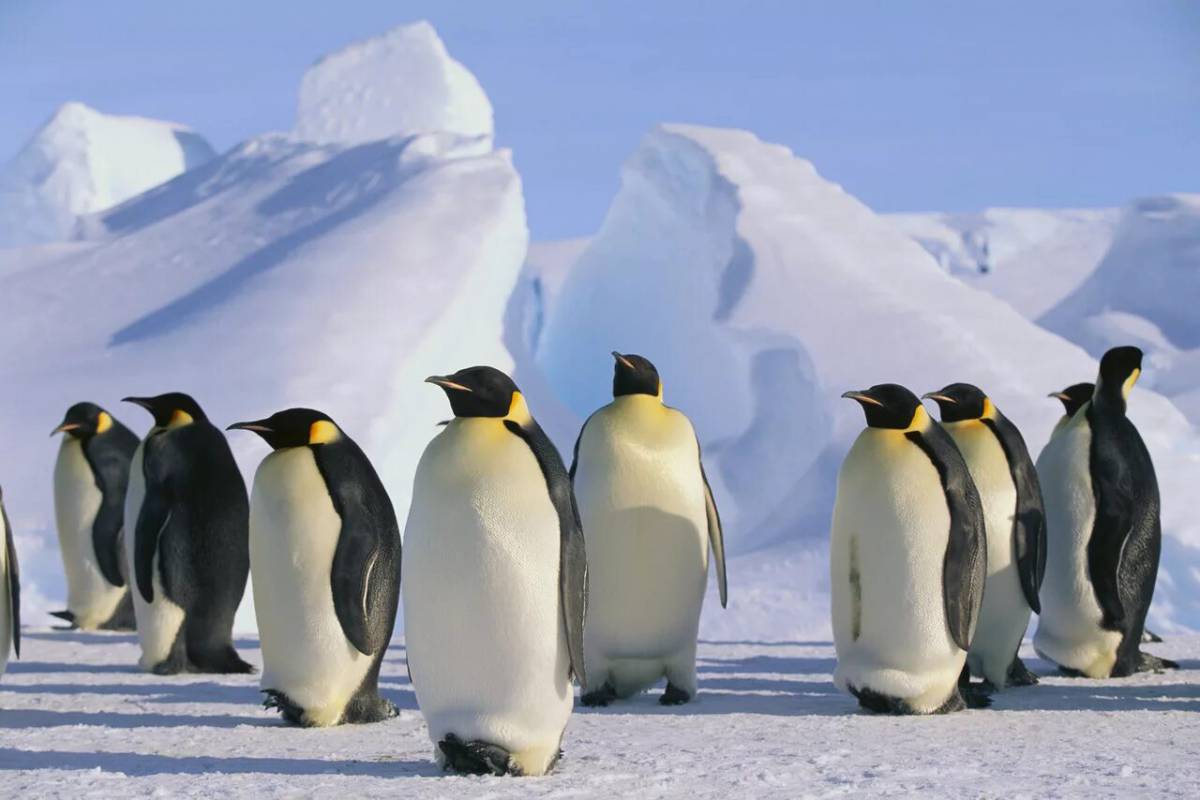 Пингвин на льдине #34