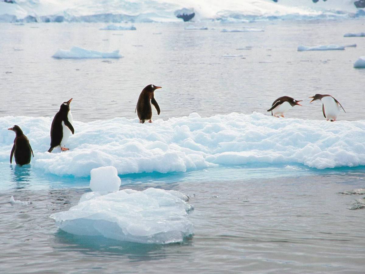 Пингвин на льдине #38