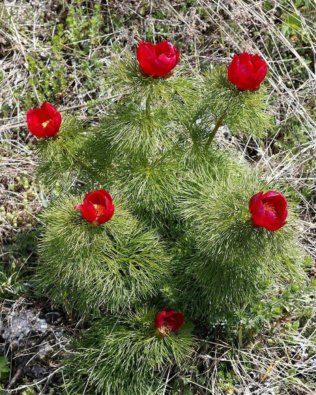 Фото и описание красного. Пион тонколистный Воронец. Пион тонколистный Paeonia tenuifolia. Альпийский пион тонколистный. Пион тонколистный Крымский.