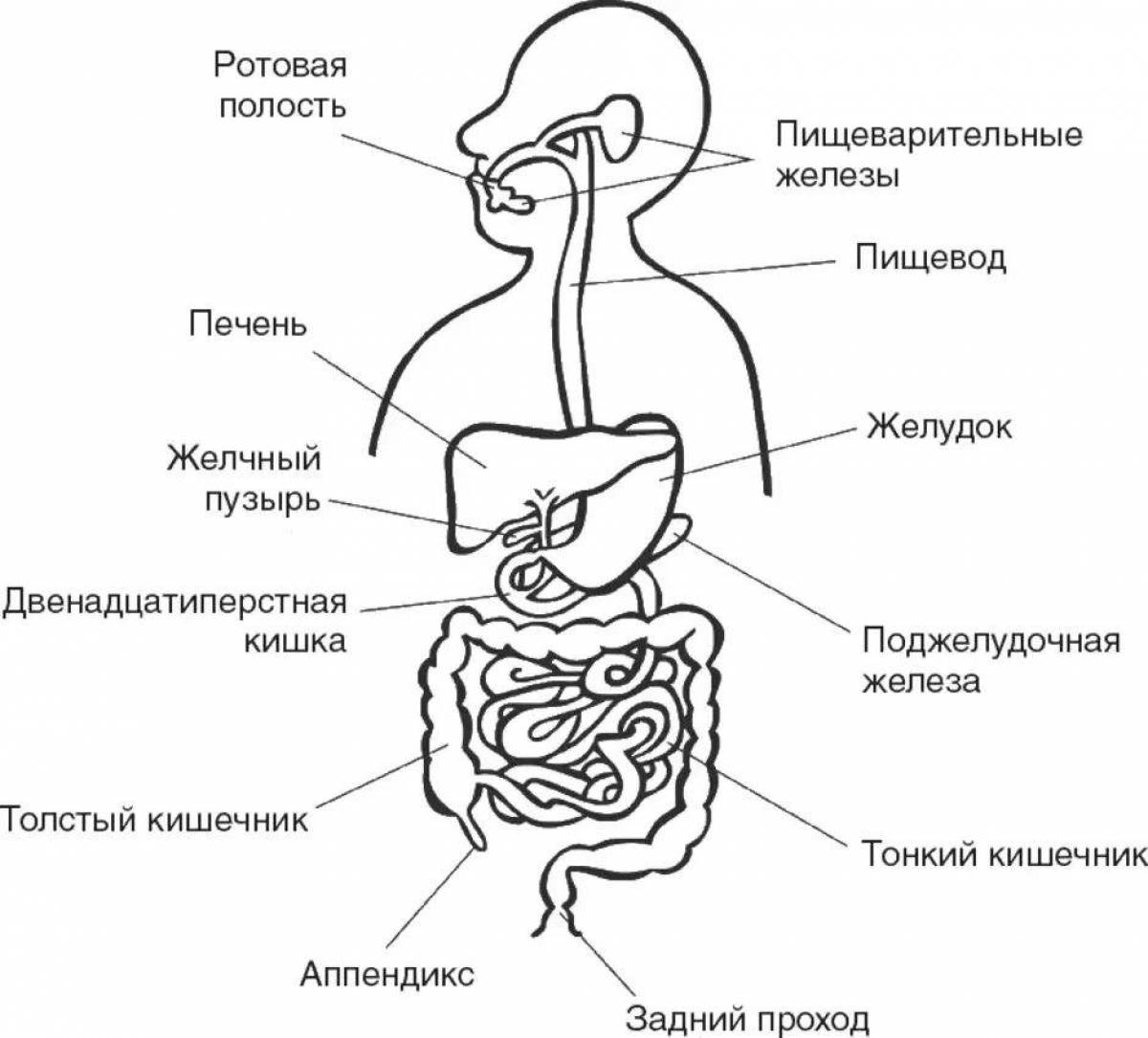 Схема человека органы рисунок. Схема строения пищеварительной системы. Система органов пищеварения схема. Общее строение пищеварительной системы анатомия. Общий план строения пищеварительной системы.