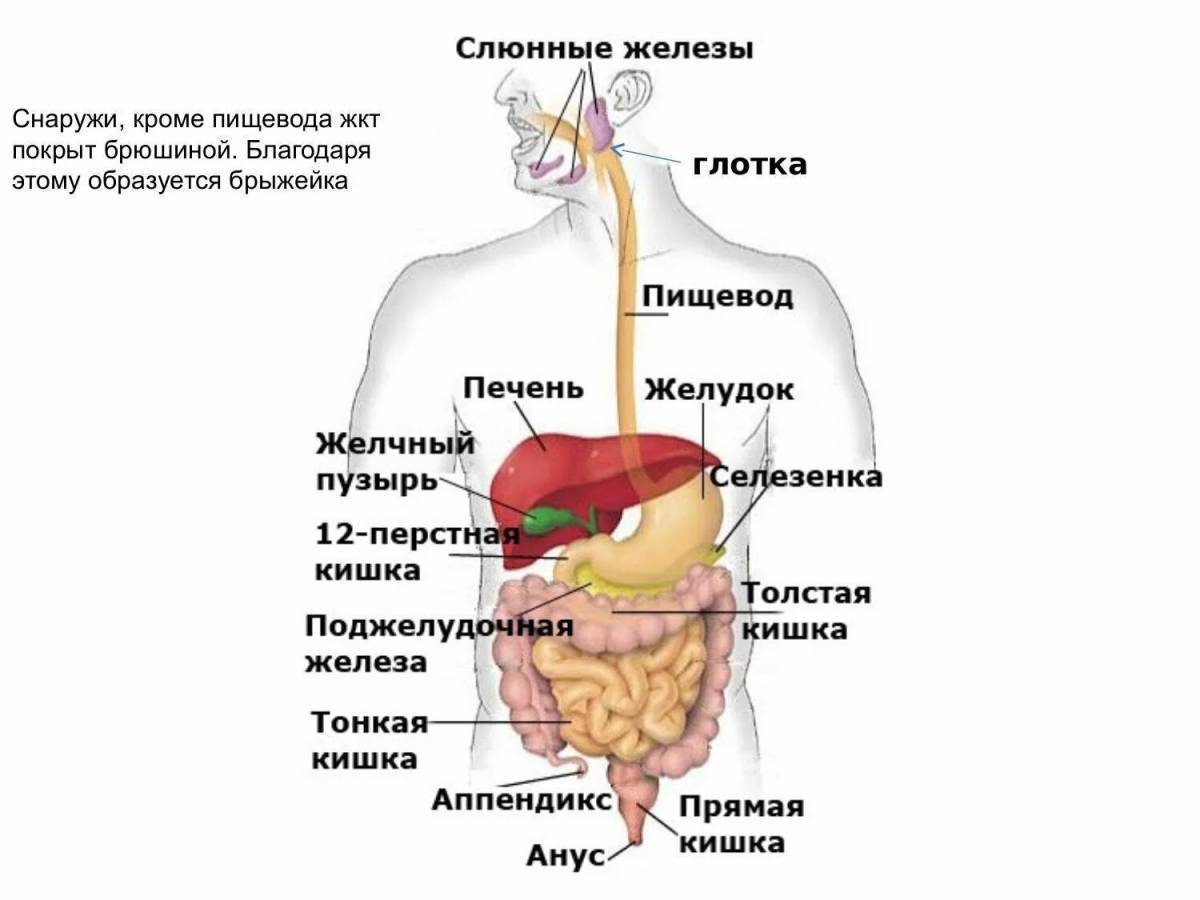 Пищеварительная система картинка без подписей