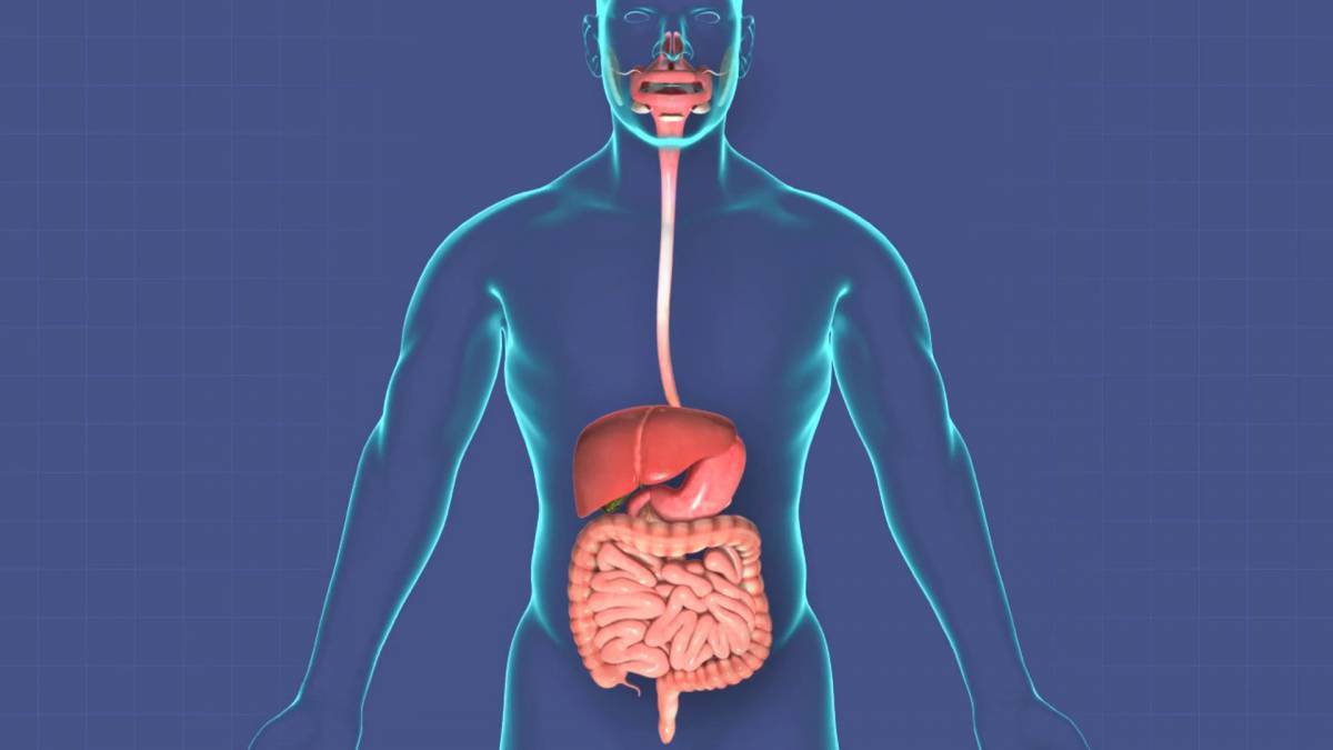 Пищеварительная система картинки