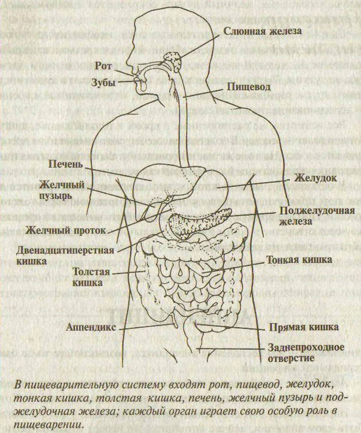 Пищеварительная система кратко. Желудочно-кишечный тракт человека схема. Строение органов пищеварительной системы. Структура и функции пищеварительного тракта схема. Общий план строения пищеварительной системы человека анатомия.