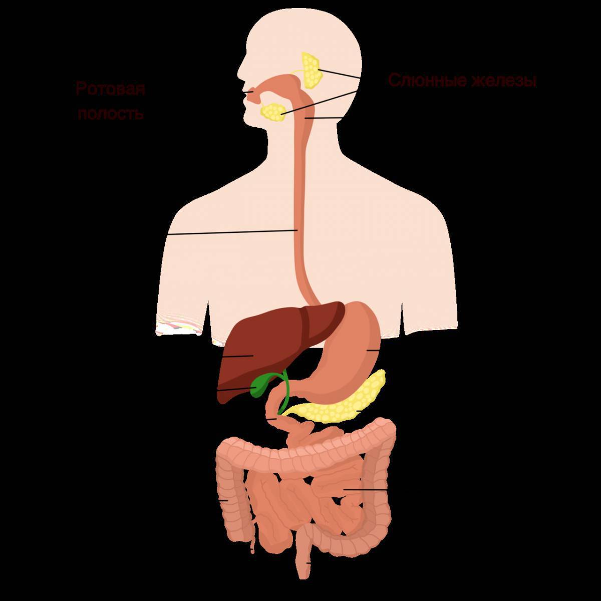 Рисунок пищеварительные железы