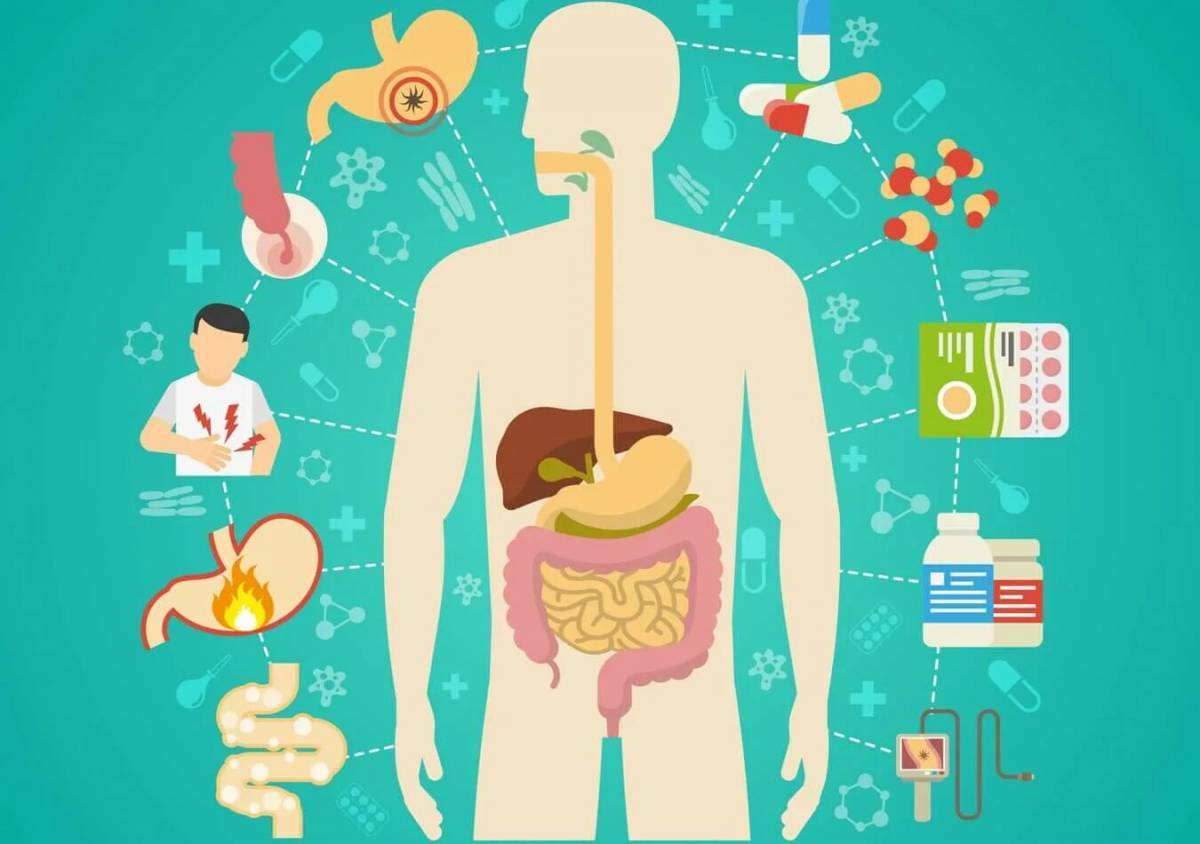 Картинки пищеварительная система человека картинки