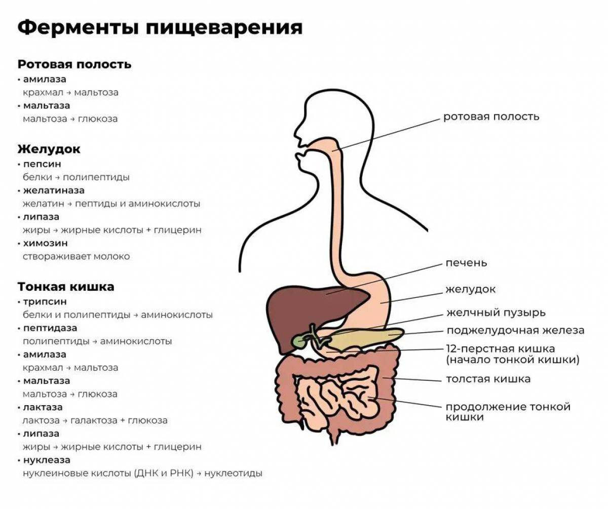 Система пищеварения схема