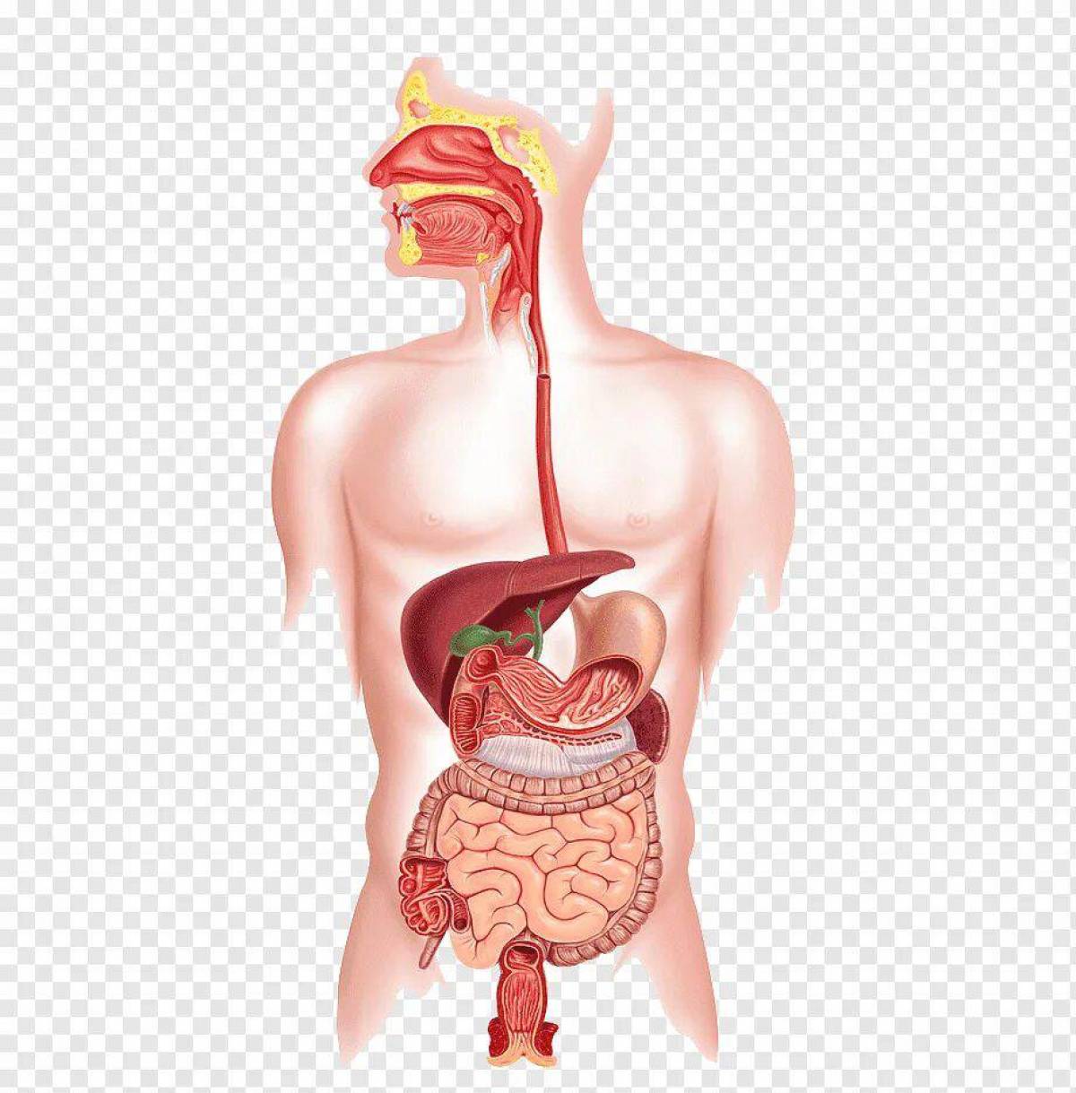 Картинки пищеварительная система человека картинки