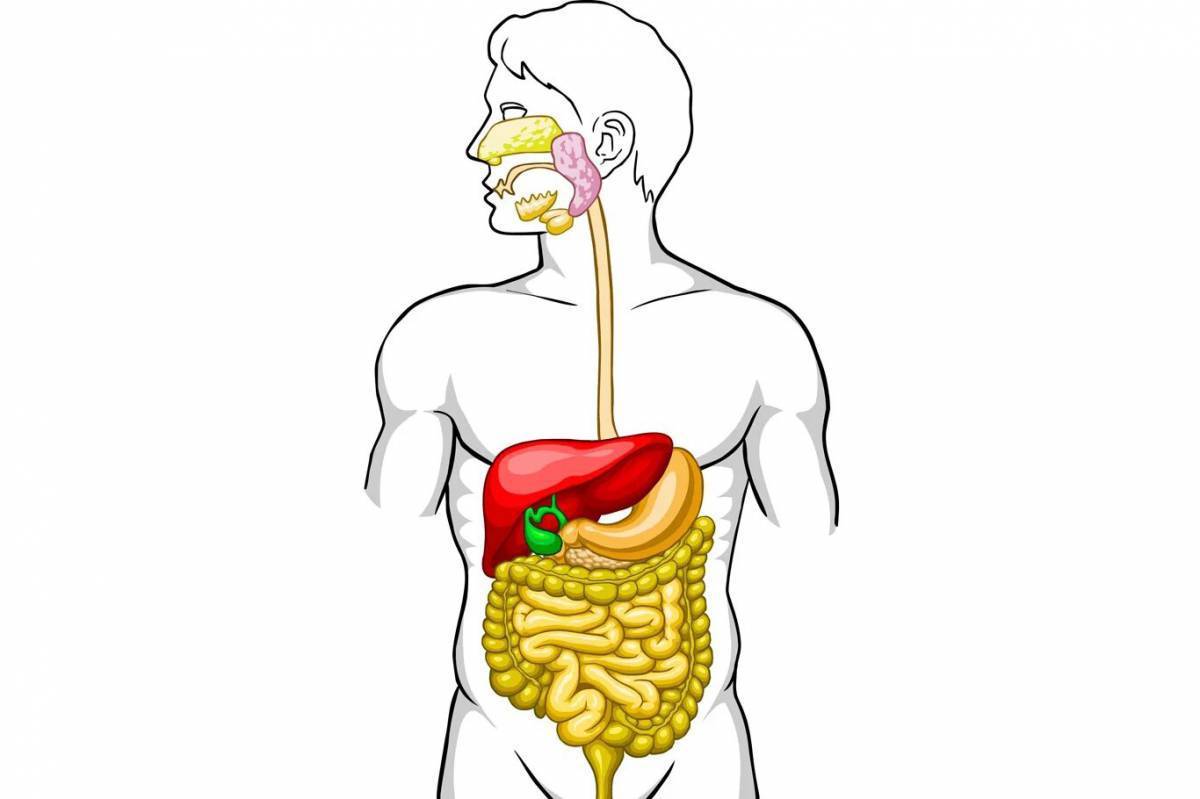 Пищеварительная система человека картинка для детей