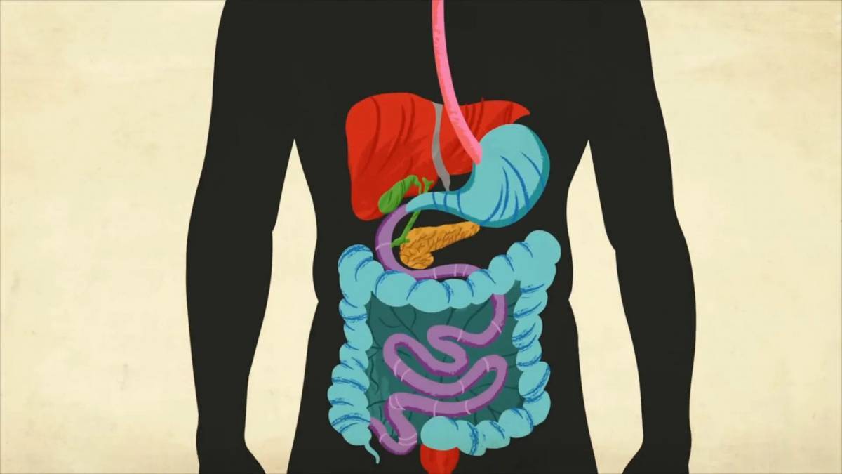 Пищеварительная система картинки для презентации