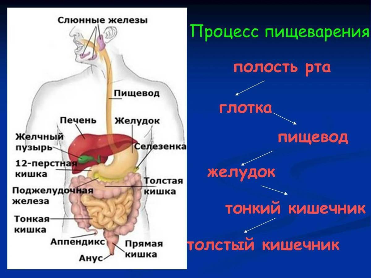 Система пищеварения человека в картинках