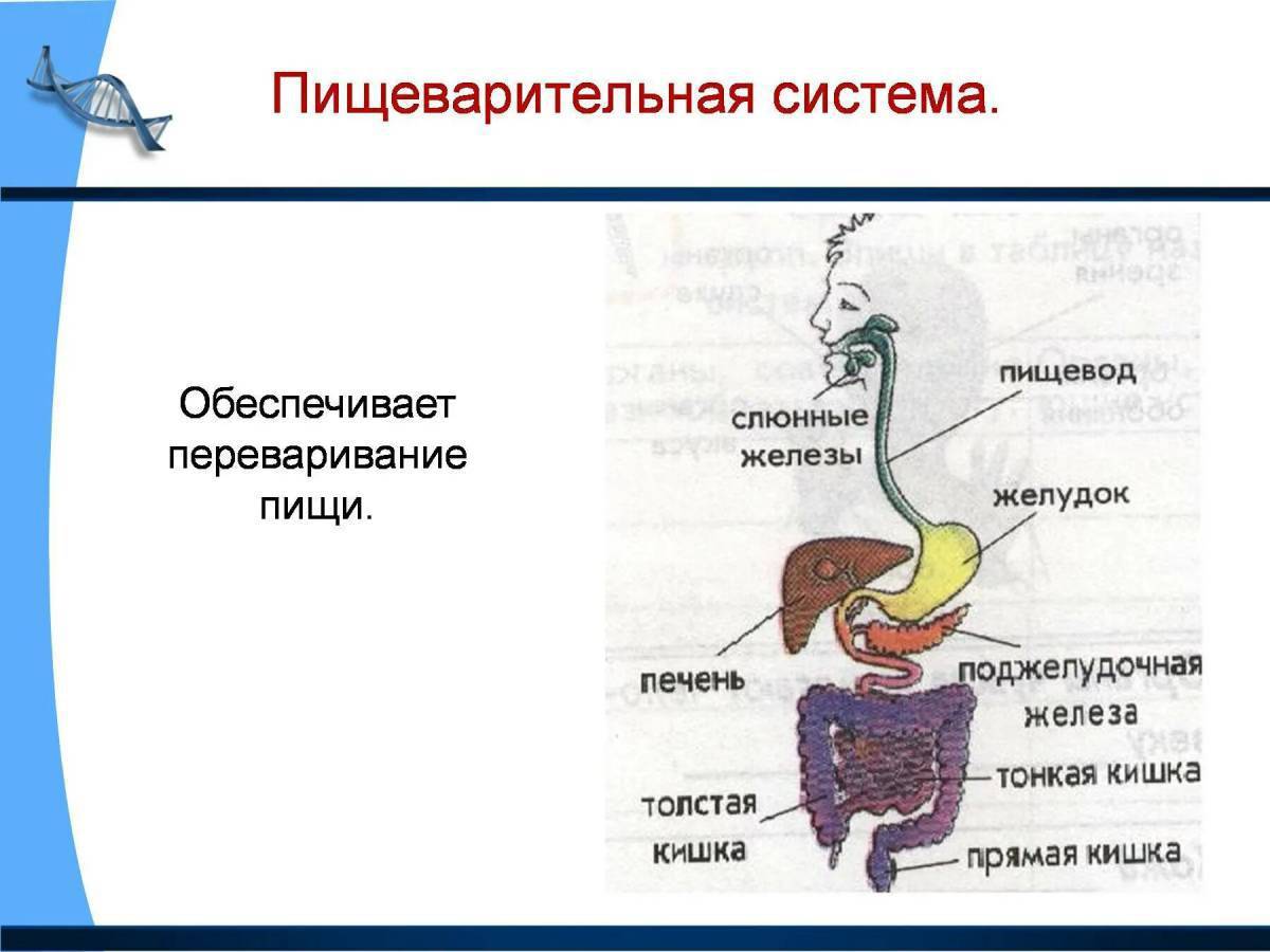 Проект пищеварительная система 3 класс