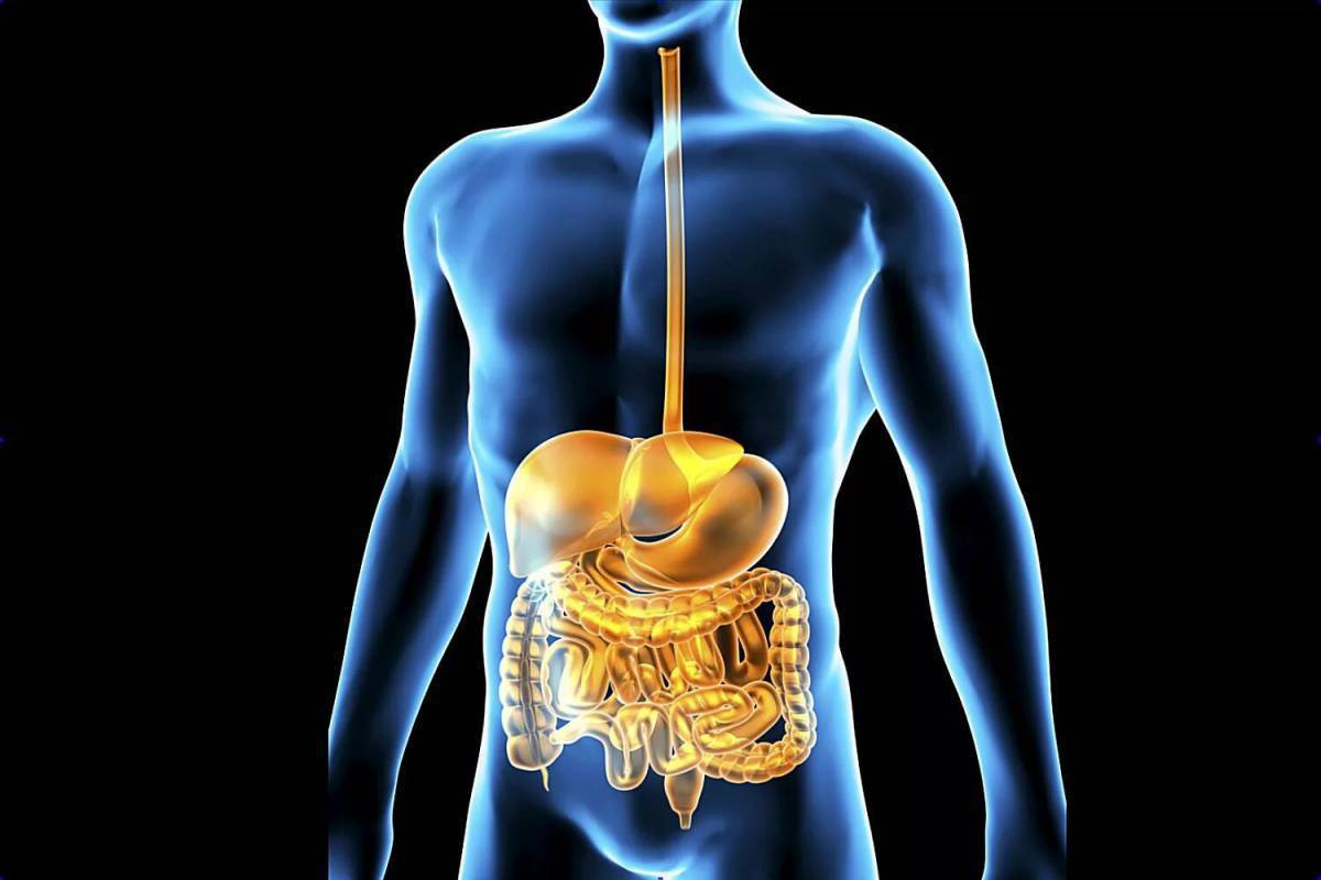 Картинки пищеварительная система человека картинки