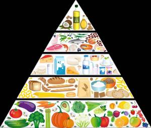 Раскраска пирамида питания #8 #440365