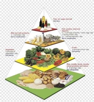 Раскраска пирамида питания #12 #440369