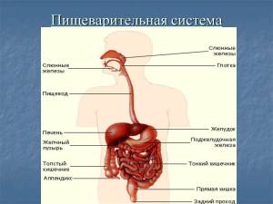 Раскраска пищеварительная система #3 #441693