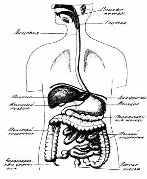 Раскраска пищеварительная система #7 #441697