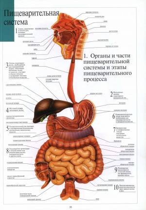 Раскраска пищеварительная система #8 #441698