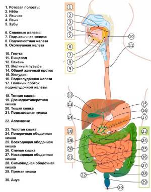 Раскраска пищеварительная система #14 #441704