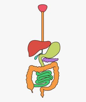 Раскраска пищеварительная система #18 #441708