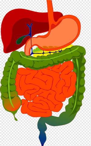 Раскраска пищеварительная система #21 #441711