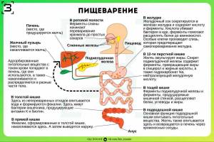 Раскраска пищеварительная система #29 #441719