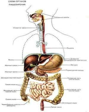 Раскраска пищеварительная система #33 #441723