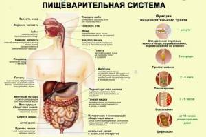 Раскраска пищеварительная система #35 #441725