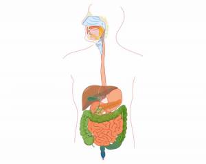 Раскраска пищеварительная система человека #11 #441738