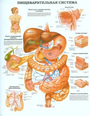 Раскраска пищеварительная система человека #16 #441743