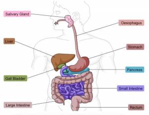 Раскраска пищеварительная система человека #26 #441753