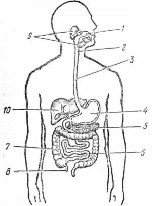 Раскраска пищеварительная система человека #30 #441757