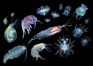 Раскраска планктон #5 #442219