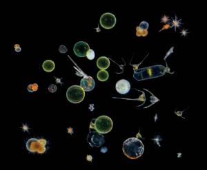 Раскраска планктон #26 #442240