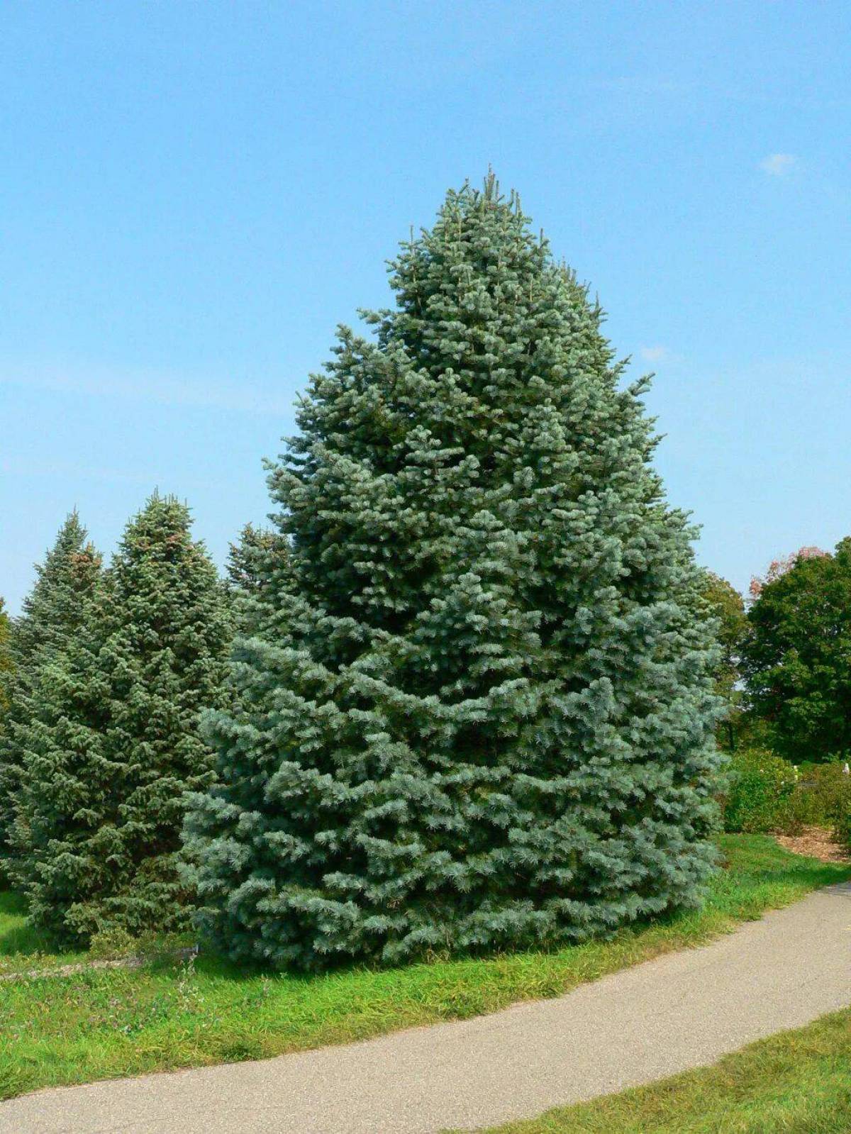 Пихта одноцветная Abies concolor